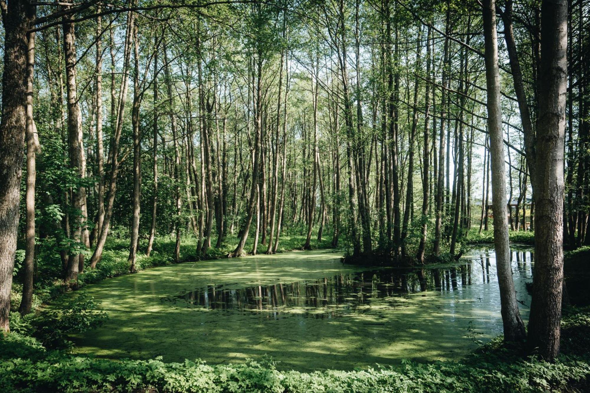 Nemirseta Forest Apartments Palanga Dış mekan fotoğraf